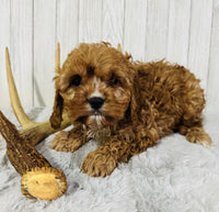 Cavapoo