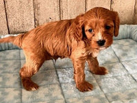 Cavapoo