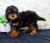 Cavapoo