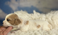 Cavapoo