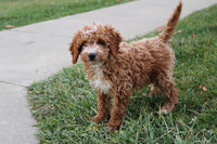 Cavapoo