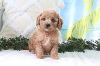  Cavapoo 