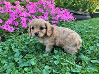 Cavapoo