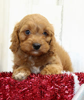  Cavapoo