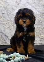 Cavapoo