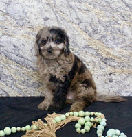 Cavapoo