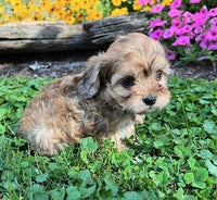 Cavapoo