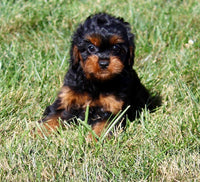Cavapoo