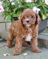 Cavapoo