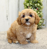  Cavapoo