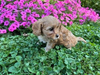 Cavapoo