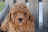 Cavapoo