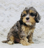 Cavapoo