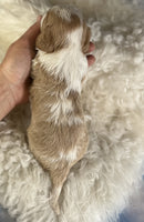 Cavapoo