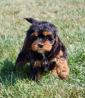 Cavapoo