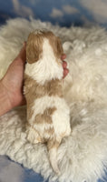 Cavapoo