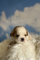 Cavapoo