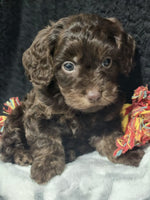 Cavapoo