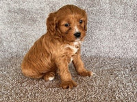 Cavapoo