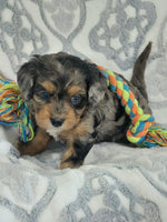 Cavapoo