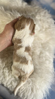 Cavapoo