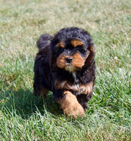 Cavapoo