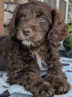 Cavapoo