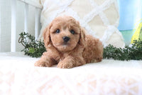  Cavapoo 