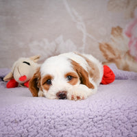 Cavapoo