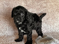 Cavapoo