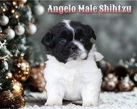 Angelo Male Shihtzu $750