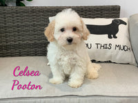 Celsea Female Pooton $950