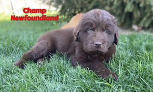 Newfoundland