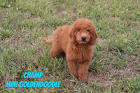 Champ Male Mini Goldendoodle $495