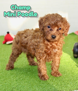 Mini Poodle