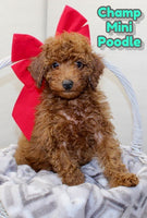 Champ Male ACA Mini Poodle $850