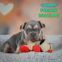 Champ Male AKC French Bulldog $2150