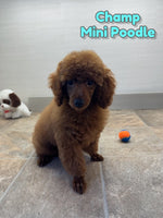 Champ Male ACA Mini Poodle $550