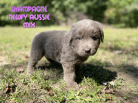 Champagne Female Newfoundland Aussie Mix $1125