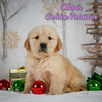 Charis Female AKC Golden Retriever $950