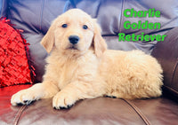 Charlie Male AKC Golden Retriever $650