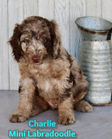 Charlie Male F1BB Mini Labradoodle $850