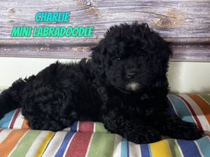  Mini Labradoodle