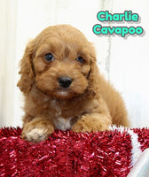 Charlie Male F1B Cavapoo $1055