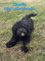 Charlie Male Mini Labradoodle $550