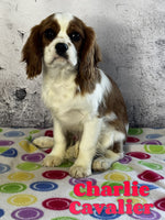 Charlie Male AKC Cavalier $700