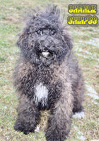 Charlie Male Shihpoo $475