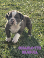 Charlotte Female Beabull $995