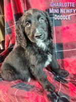 Charlotte Female Mini Newfy Doodle $1000