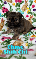 Chase Male Shih-Chi $850